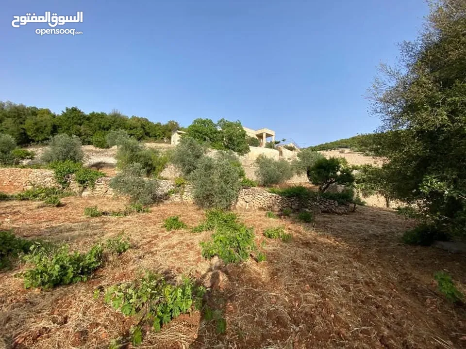 مزرعه للبيع في عجلون شمال شرق القلعه طريق مار الياس