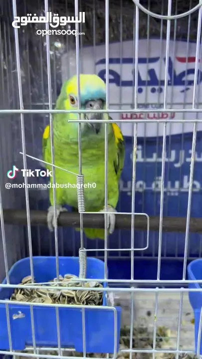 بلوفرنتد قوي جدآ بلكلام مواجها