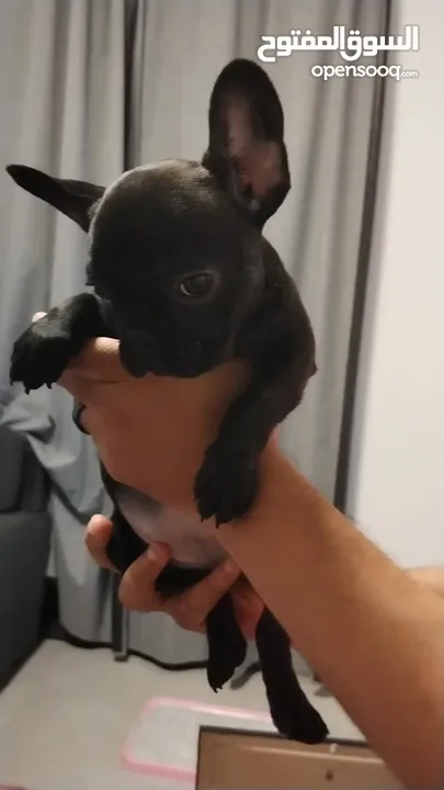 French Bulldog black females