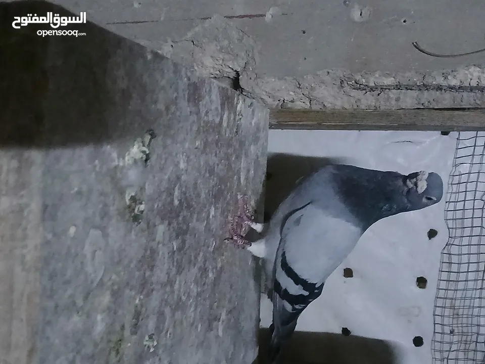جواز شغاله