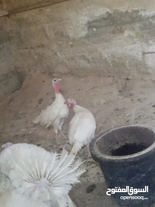 طقم حبش ابيض