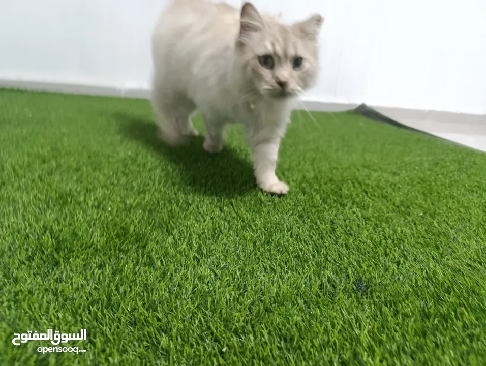 قط شيرازي من شرق آسيا