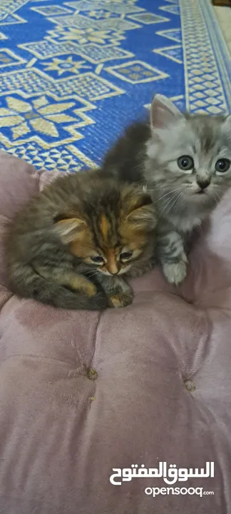 2month kittens