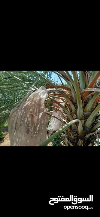اعلان بيع فيلا