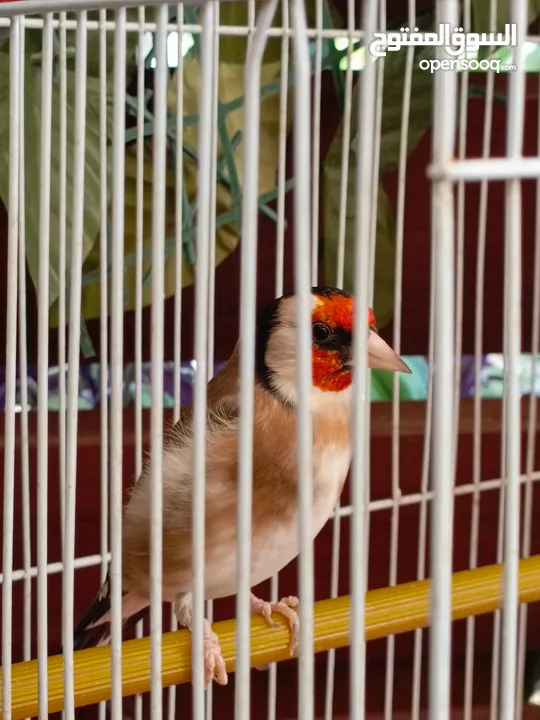 حسون ترابي اليف جدا مغنى بر جميل