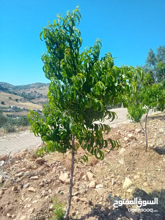 مزرعة للبيع من اراضي غرب عمان  منطقة البصة (ابو السوس ) للبيع بسعر مغري