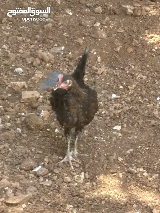 أرانب كلهم فرنسي و في جاجة