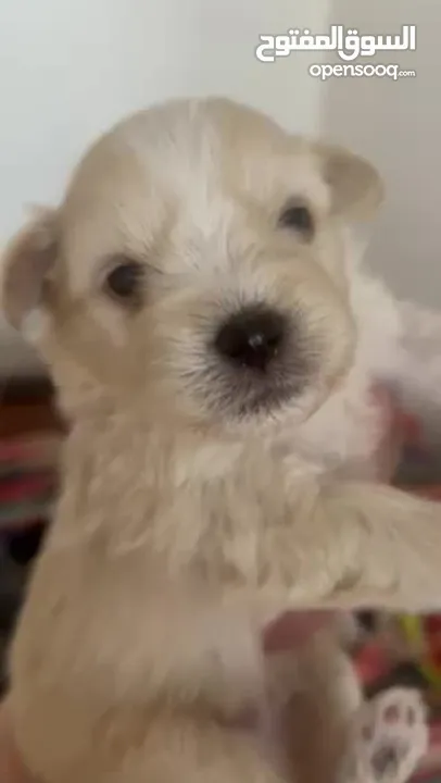 Maltese puppy 1.5 months old