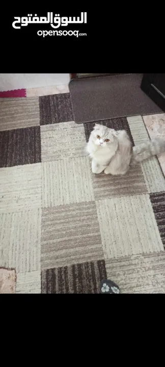 قطط من ام شنشيلا وأب سكوتش فولد لونج هير للبيع