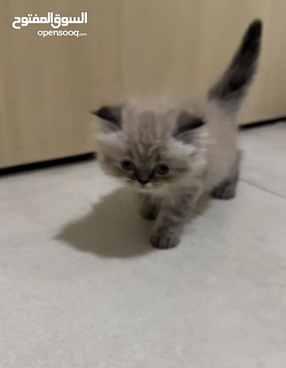 قطط kitten  هملايا من ام هملايا وأب بيكي فيس