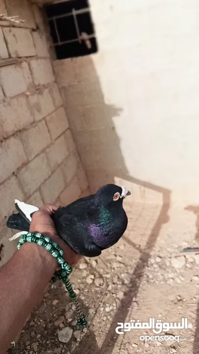 كوم حمام للبيع العدد 12 طير