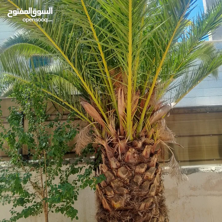 اشجار نخيل