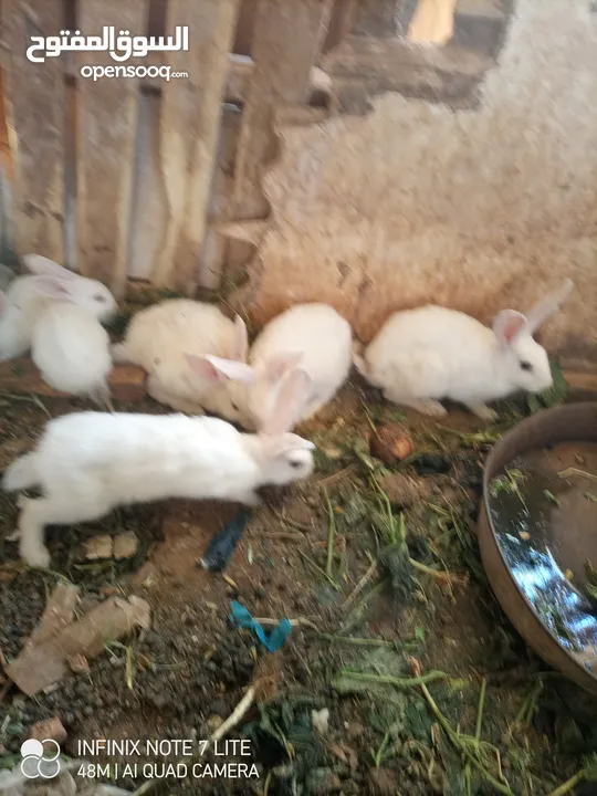 أرانب نخب للبيع العدد 22