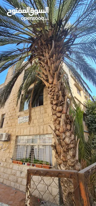 عمارة للبيع في الهاشمي شمالي موقع مميز