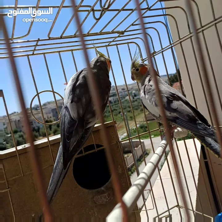 عصافير كوكتيل للبيع حبات جامبو ونضيفه