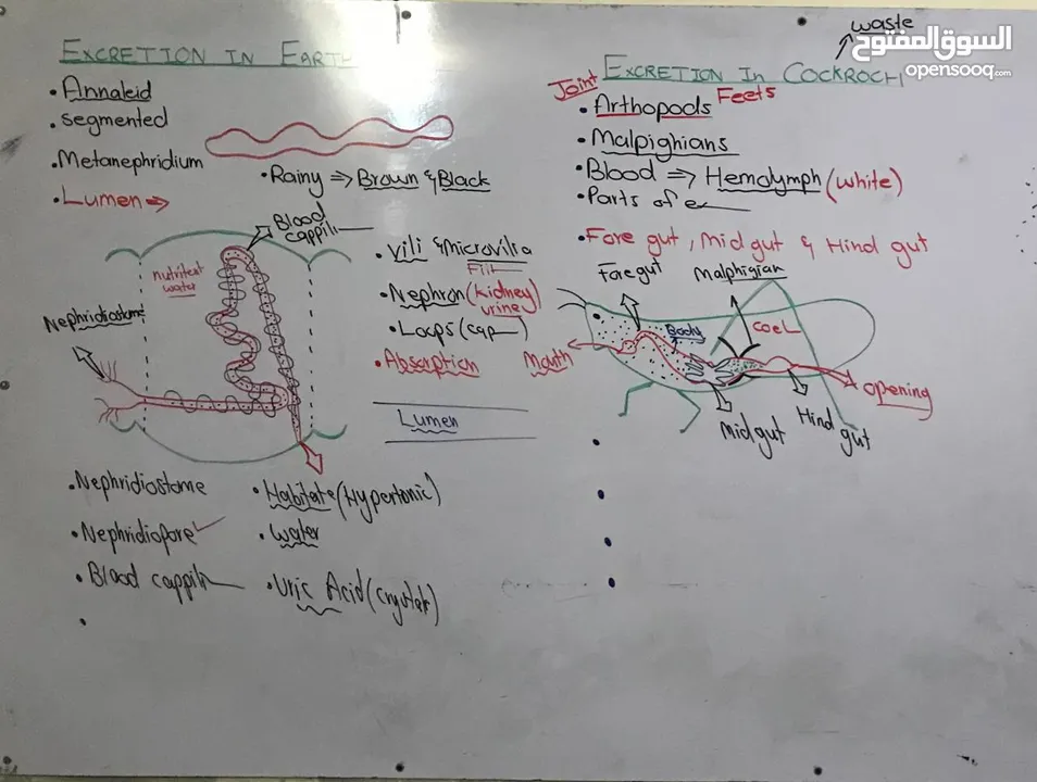 Chemistry and Biology Tutor Cambridge/ Oxford/ Any syllabus