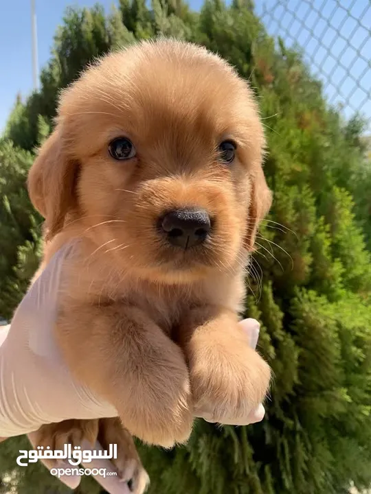جولدن ريتريفر Golden retriever