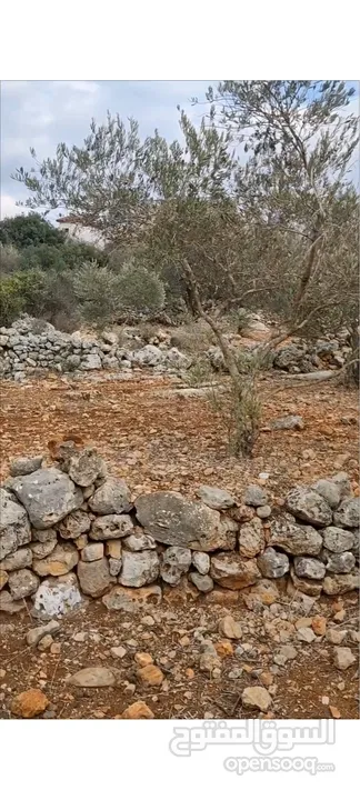 ارض للبيع -سلفيت (بروقين )