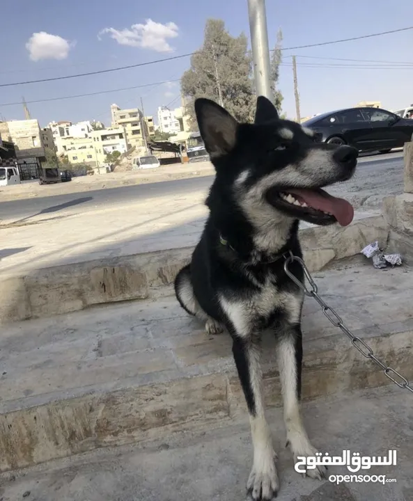 كلب هاسكي سايبيري