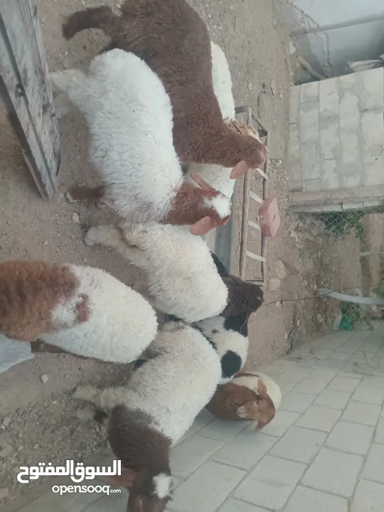 عبر عمر 3 شهور  عدد9