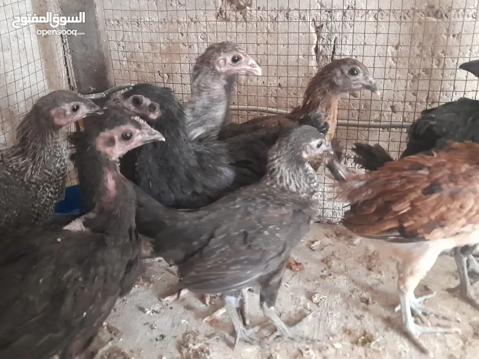 موجود تسع فرخات بلديات صحه ونظافه   والشر ما بقصر معاه