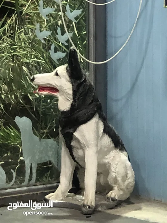 تمثال كلب للزينة