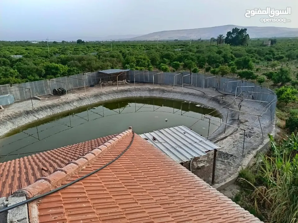 مزرعه مثمره للبيع