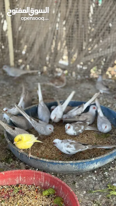 Dove bird pigeon دوف مكس للمهتمين للتربية منتج