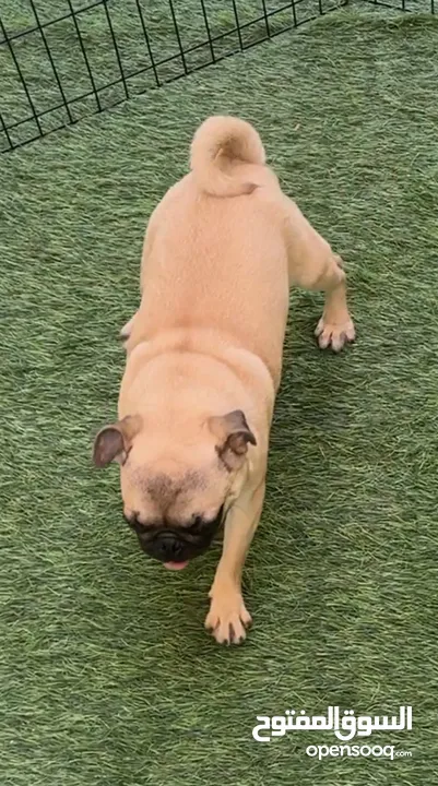 Pug male puppy