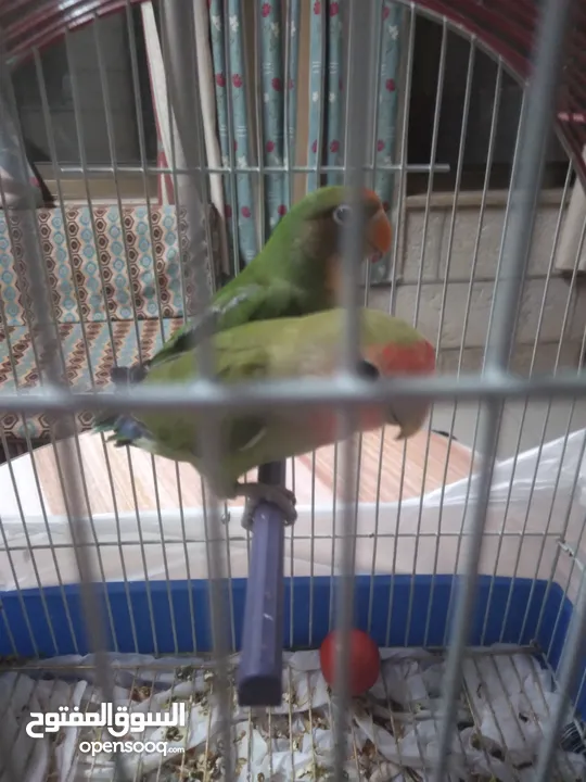 ببغاء روز اخضر جوز بسعر مناسب