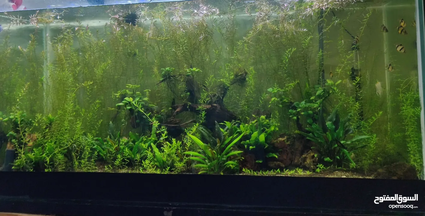 Rotala plants for sale