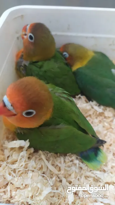 Tamed , Friendly Green Fischer Chicks &  Green Parblue chick