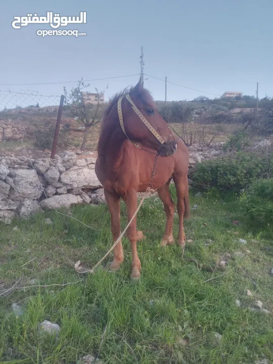 حصان للبيع