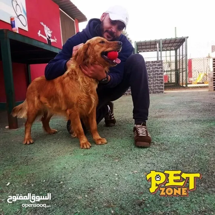 احجز لاقامه كلبك وراحته
