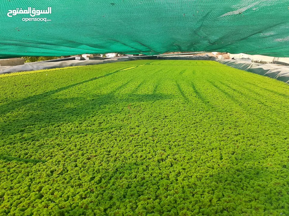 ازولا الاردنيه