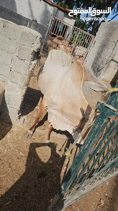 Eid Special: Best Prices on Somali Cows - Limited Stock Available!