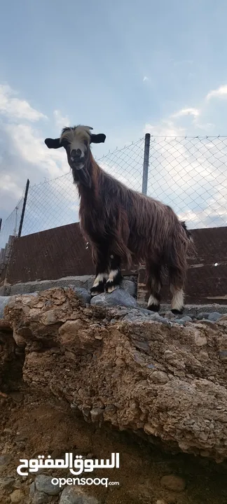 للبيع شاه من حلال لجبل أصل دون تهجين