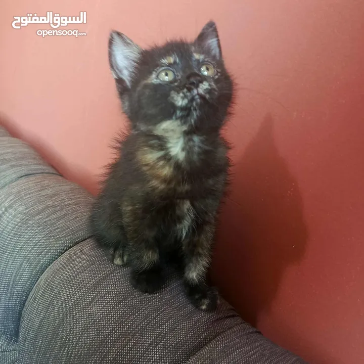 للتبني قطط سكوتش مكس