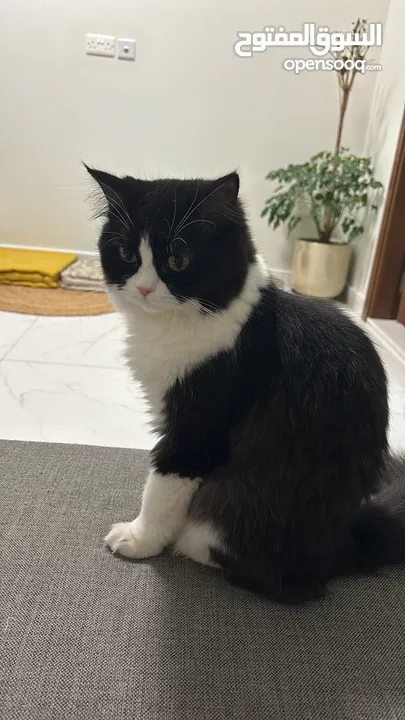 قطة للتبني cat for adoption
