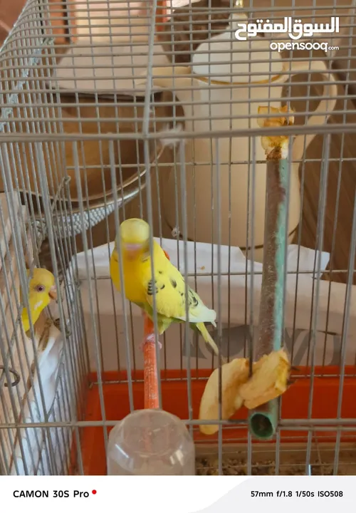 طيور حب مع فراخ عدد 2 للبيع بحاله ممتازه