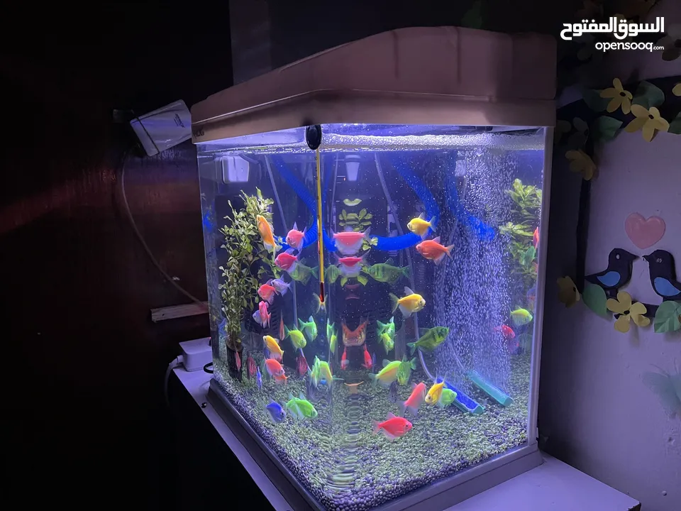 35 L aquarium tank,40 color full glow fish,heater,filter and oxygen motor