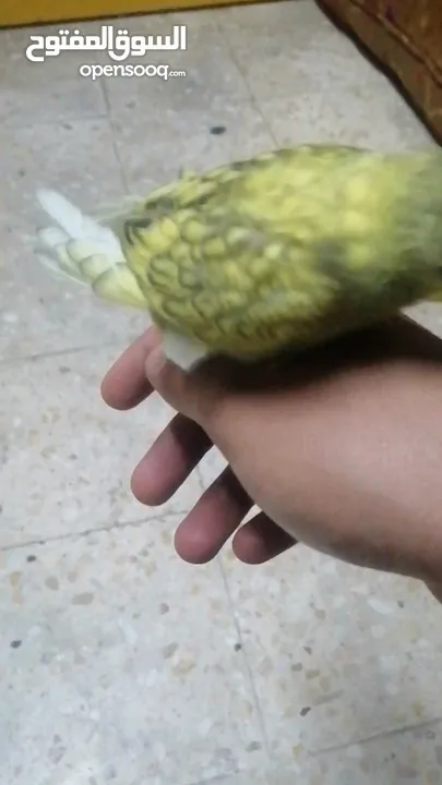 عصفور حب أليف عمرو 4 شهور للبيع بسعر 7 ليرات الله يبارك