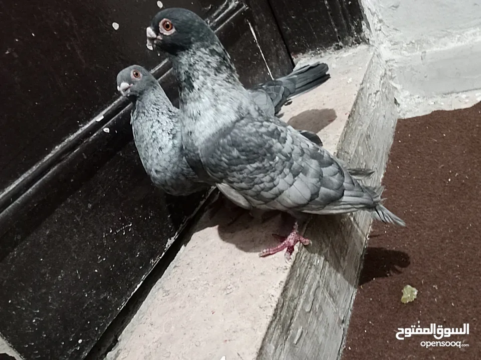 جوز قراقطه للبيع معهم فرخ