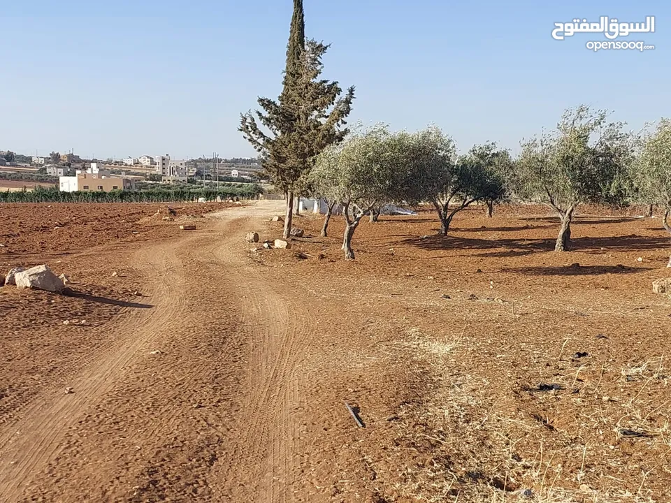 مادبا ماعين ارض زراعية مميزة عليها مزرعة زيتون جاهزة واصل جميع الخدمات مساحتها 4500 م