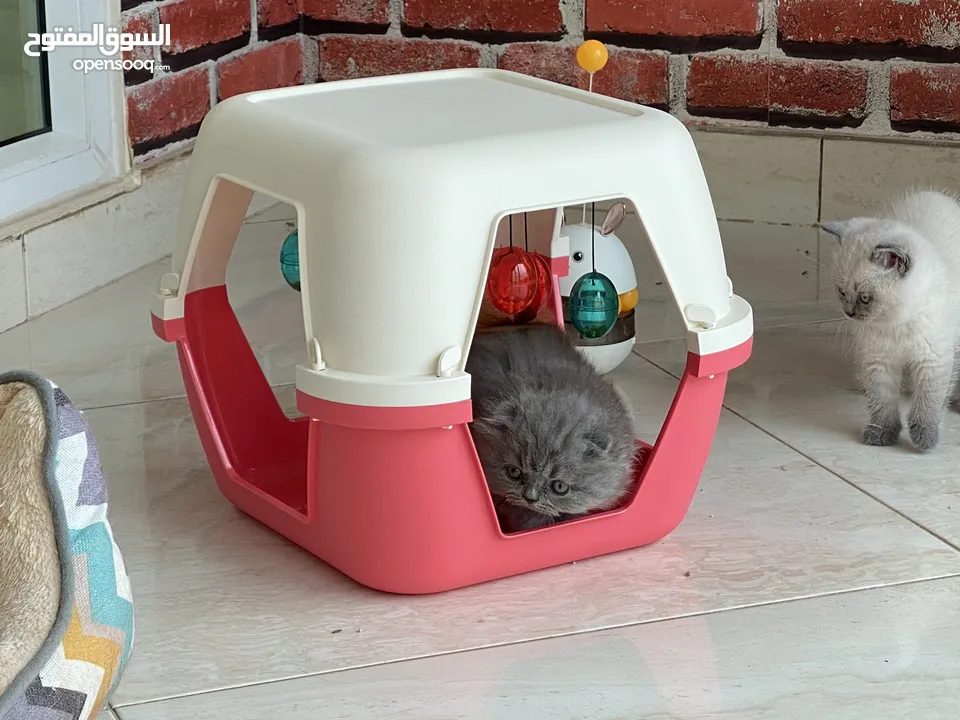 Scottish Fold Longhair 1 month old