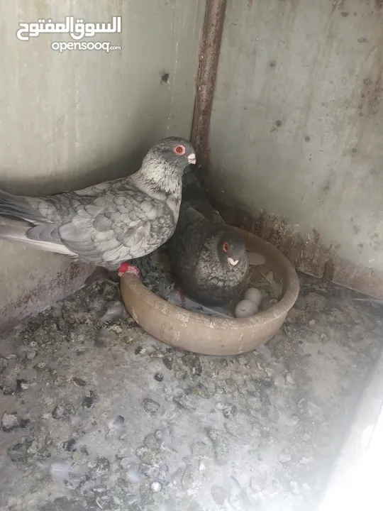 اربع جواز قراقطه حبات حلوة  شغالات