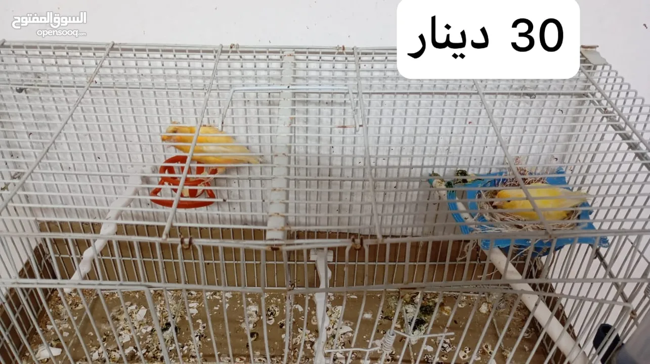 3 جواز كنار جميعهم  تحتهم بيض الجوز ب30د + فراخ كناري عمر شهرين ونصف وأكثر الفرح ب5د موجود في مادبا