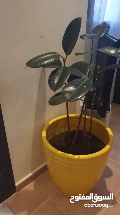 pot for sell with plant
