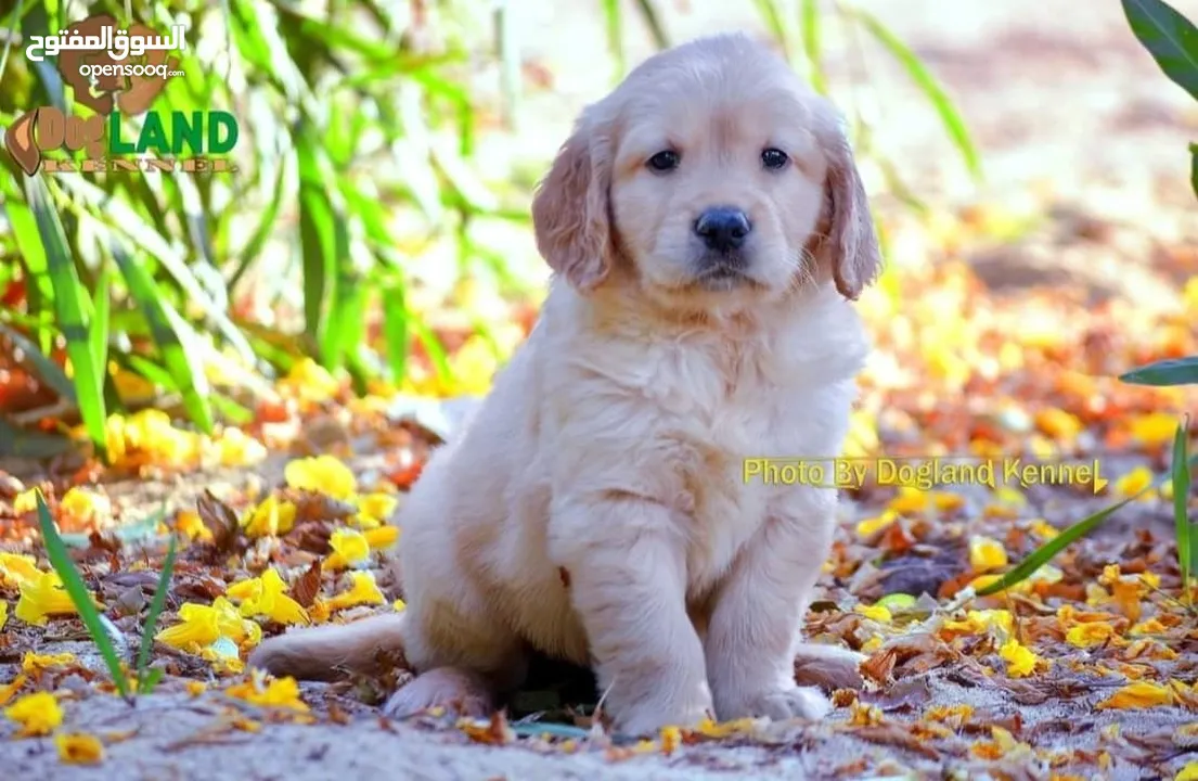 golden retriever puppies