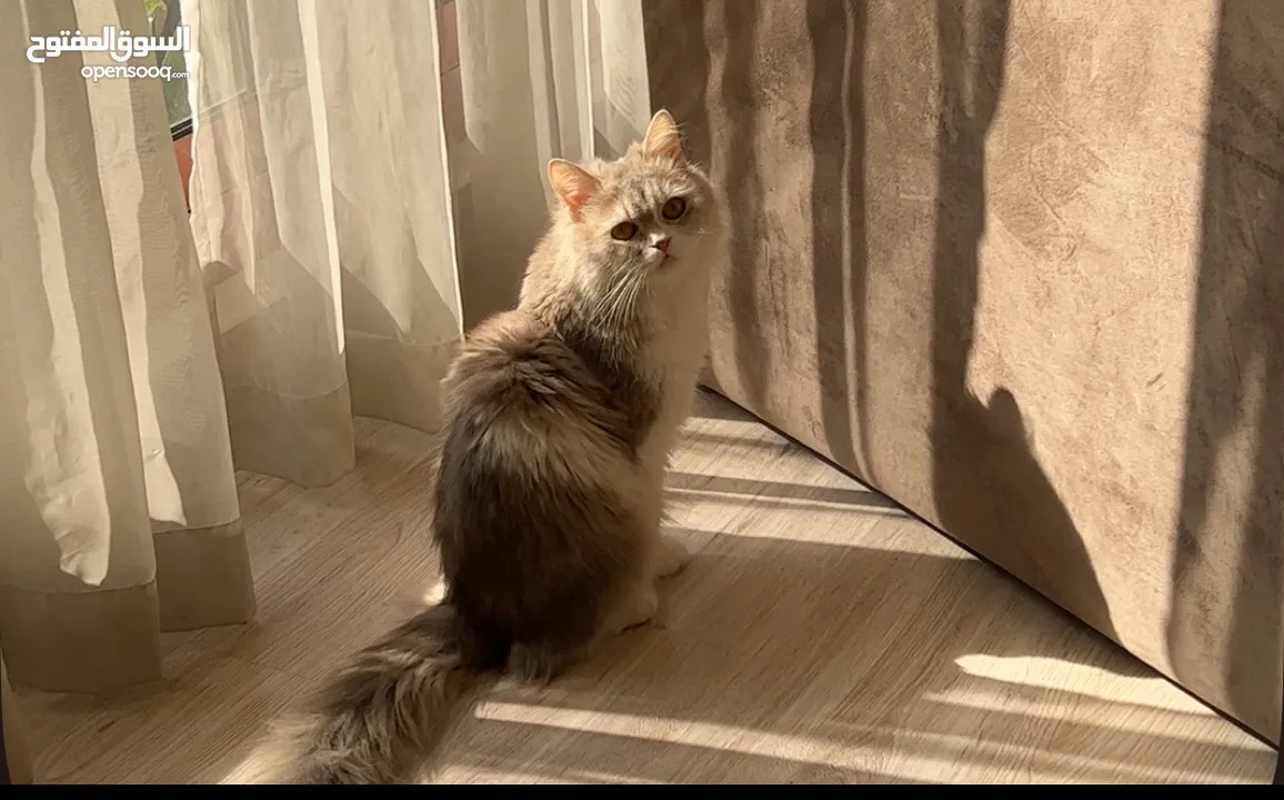 للتبني قطه شيرازيه العمر 6 سنوات ( صغيره الحجم )